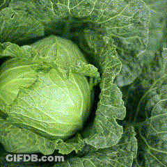 A Close Up Of A Green Cabbage Head GIF