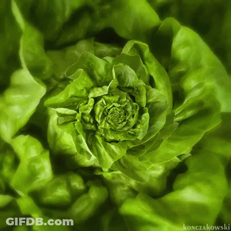 A Close Up Of A Green Lettuce Leaf With The Name Konczakowski On The Bottom GIF