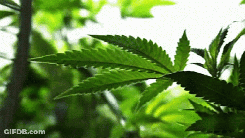 A Close Up Of A Green Marijuana Leaf With A White Background GIF