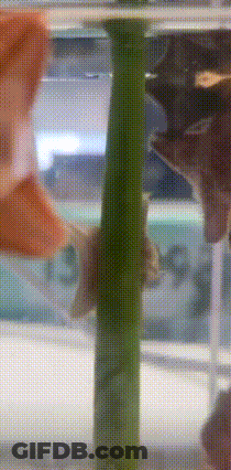 A Close Up Of A Green Pole With A Blurred Background Of A Building GIF