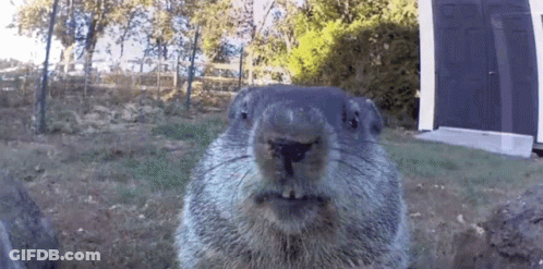 A Close Up Of A Ground Squirrel 'S Face With A Garage In The Background . GIF