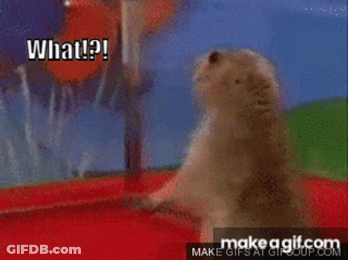 A Close Up Of A Ground Squirrel With The Caption What GIF