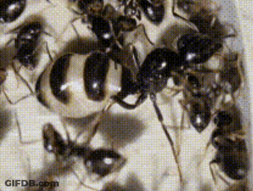 A Close Up Of A Group Of Black Ants GIF