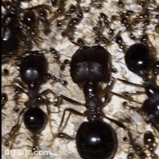 A Close Up Of A Group Of Black Ants On A Surface . GIF