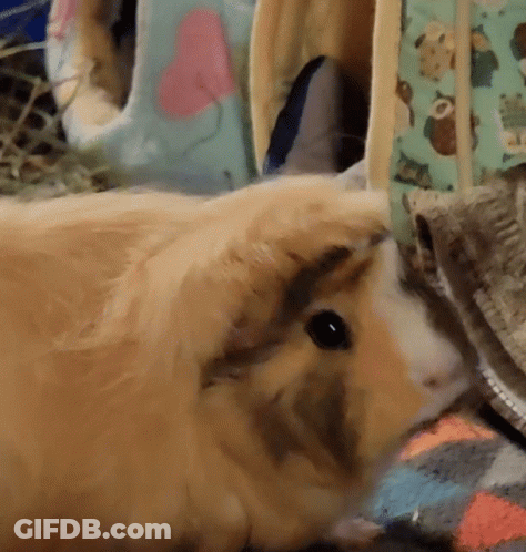 A Close Up Of A Guinea Pig Laying On A Rug GIF