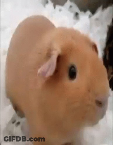 A Close Up Of A Guinea Pig Looking At The Camera While Sitting On A White Surface . GIF