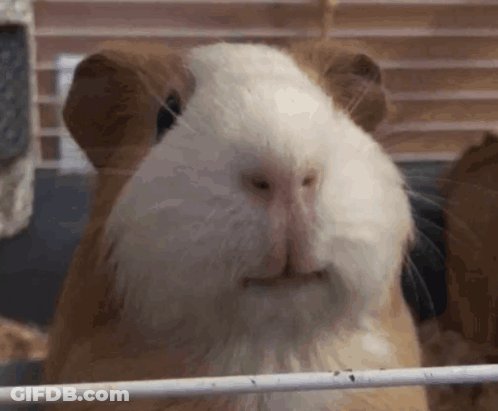 A Close Up Of A Guinea Pig 'S Face Looking At The Camera GIF