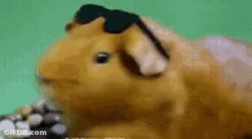 A Close Up Of A Guinea Pig Wearing Sunglasses On Its Head GIF