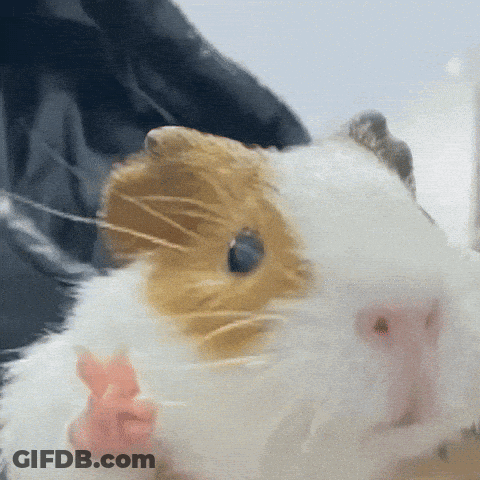 A Close Up Of A Guinea Pig With A Blue Eye GIF