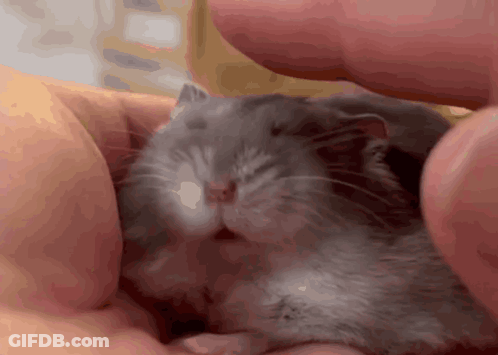 A Close Up Of A Hamster Being Held In Someone 'S Hand GIF