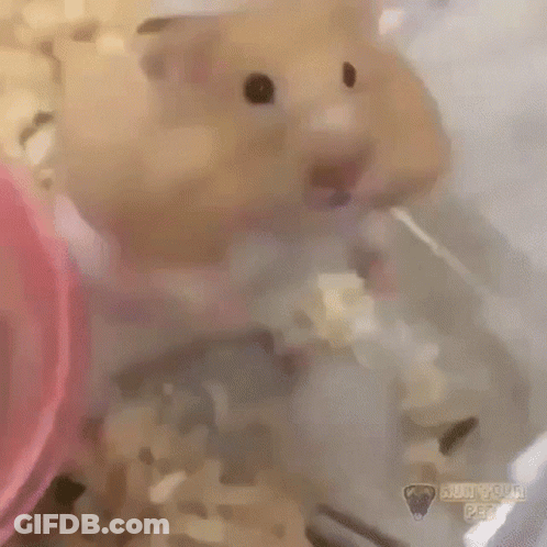 A Close Up Of A Hamster In A Cage With A Pink Bowl . GIF