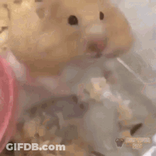 A Close Up Of A Hamster In A Plastic Cage Eating Food . GIF