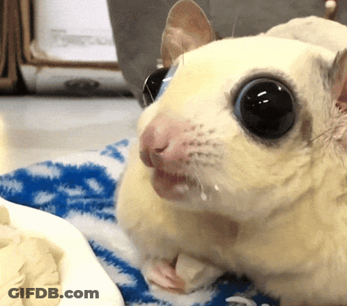 A Close Up Of A Hamster 'S Face With A Blue And White Blanket In The Background GIF