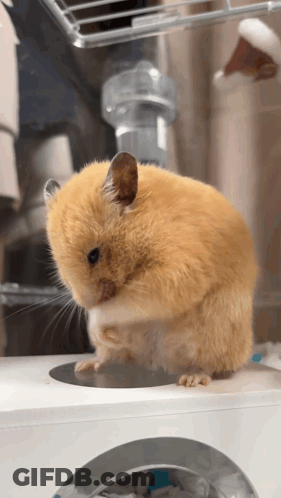 A Close Up Of A Hamster Sitting On A White Object GIF