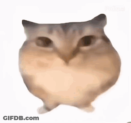 A Close Up Of A Hamster Standing On Its Hind Legs . GIF