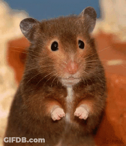 A Close Up Of A Hamster Standing On Its Hind Legs Looking At The Camera GIF