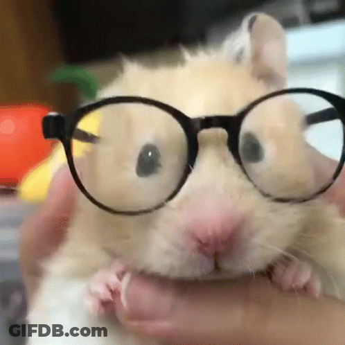 A Close Up Of A Hamster Wearing Glasses Being Held By A Person . GIF