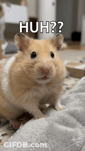 A Close Up Of A Hamster With The Words Huh On The Bottom GIF