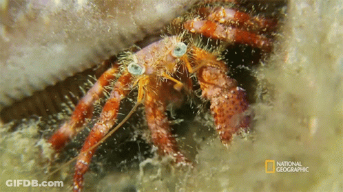 A Close Up Of A Hermit Crab With A National Geographic Logo In The Corner GIF