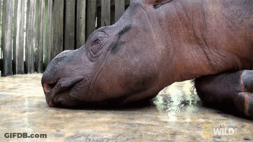 A Close Up Of A Hippo Laying On The Ground With National Geographic Wild Written On The Bottom GIF