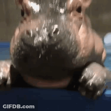 A Close Up Of A Hippopotamus Drinking Water From A Bottle . GIF