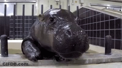 A Close Up Of A Hippopotamus Laying On A Table In A Room . GIF