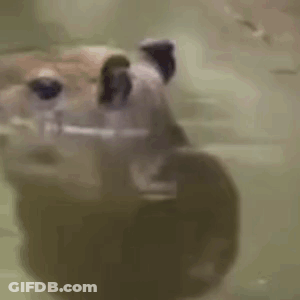 A Close Up Of A Hippopotamus Swimming In A Tank . GIF