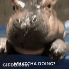A Close Up Of A Hippopotamus With Water Coming Out Of Its Mouth And The Words Whatcha Doing . GIF