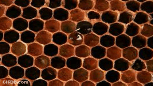 A Close Up Of A Honeycomb With A Few Bees On It . GIF
