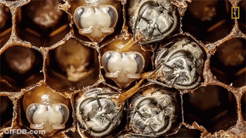 A Close Up Of A Honeycomb With A National Geographic Logo On The Bottom Right GIF