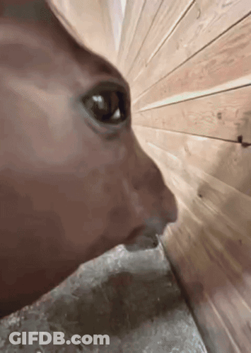 A Close Up Of A Horse 'S Face Drinking Water From A Bucket GIF