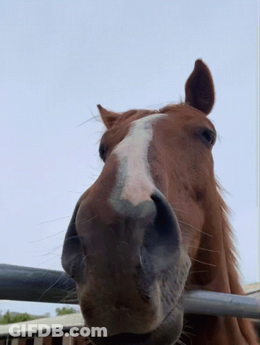 A Close Up Of A Horse 'S Face Looking Over A Metal Fence GIF