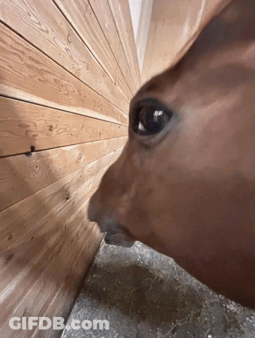 A Close Up Of A Horse 'S Face Looking Through A Wooden Wall GIF