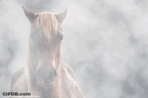 A Close Up Of A Horse 'S Face With A Tumblr.com Url Below It GIF