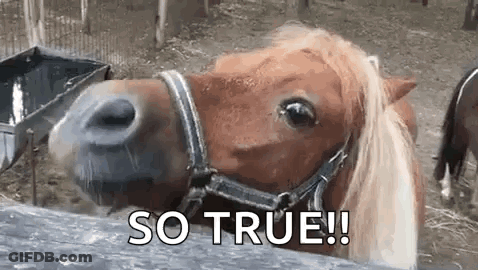 A Close Up Of A Horse 'S Face With The Words `` So True '' Written On It . GIF