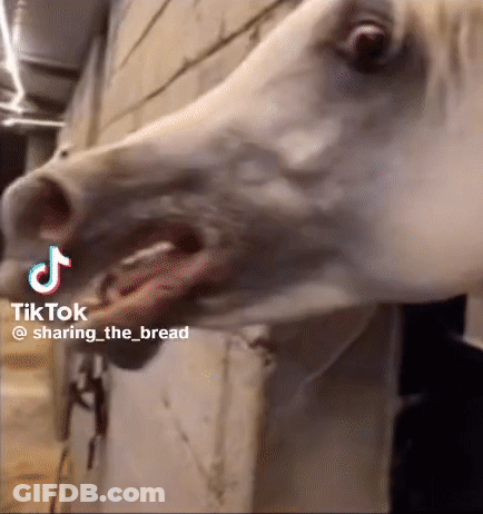 A Close Up Of A Horse 'S Head With Its Mouth Open And A Tiktok Watermark On The Bottom Right Corner . GIF