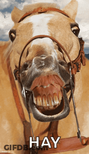 A Close Up Of A Horse 'S Mouth With The Word Hay Above It GIF