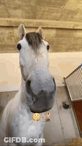 A Close Up Of A Horse 'S Nose With A Smiley Face On It GIF