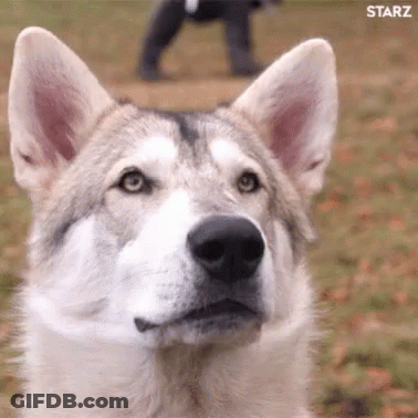 A Close Up Of A Husky Dog Looking At The Camera With A Person Walking In The Background . GIF