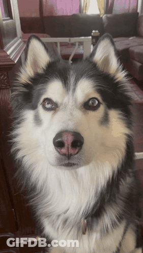 A Close Up Of A Husky Dog 'S Face GIF