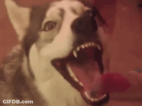 A Close Up Of A Husky Dog With Its Mouth Open And Teeth Showing . GIF