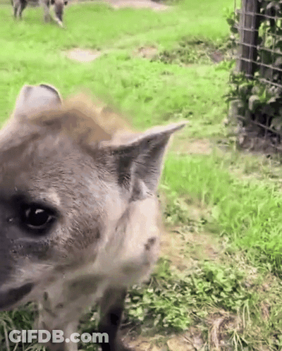 A Close Up Of A Hyena 'S Face In A Grassy Field GIF