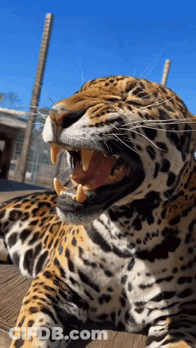 A Close Up Of A Jaguar With Its Mouth Wide Open GIF