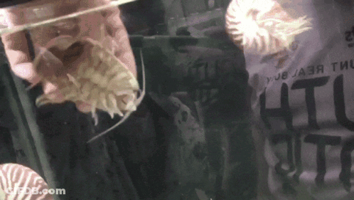 A Close Up Of A Jellyfish In A Tank With A Sign Behind It That Says " Что " GIF