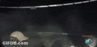 A Close Up Of A Jellyfish In A Tank With The Word Shark On The Bottom GIF