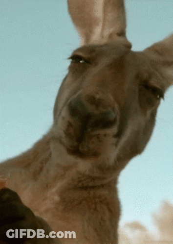 A Close Up Of A Kangaroo Looking At The Camera GIF