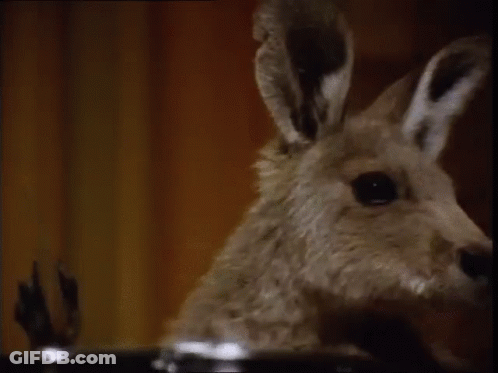 A Close Up Of A Kangaroo 'S Face Looking At The Camera . GIF
