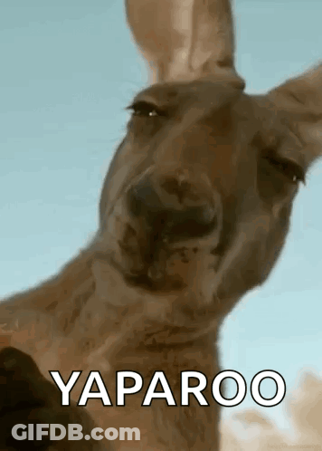 A Close Up Of A Kangaroo 'S Face With The Words Yaparoo Written On It . GIF