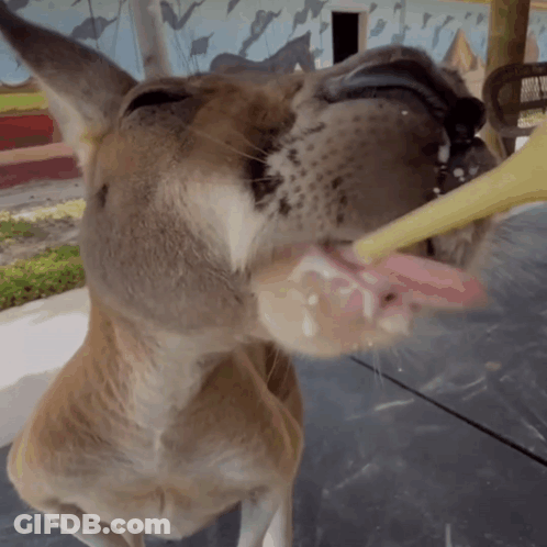 A Close Up Of A Kangaroo 'S Mouth With Its Tongue Hanging Out GIF