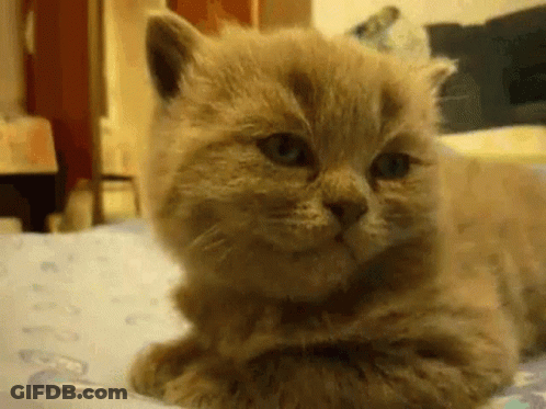 A Close Up Of A Kitten Laying On A Bed . GIF